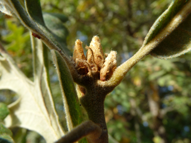 Bourgeons ovoïdes à écailles grises. Agrandir dans une nouvelle fenêtre ou onglet)